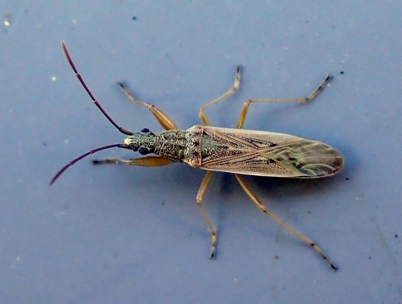 Lygaeidae: Paromius gracilis del Veneto (TV)